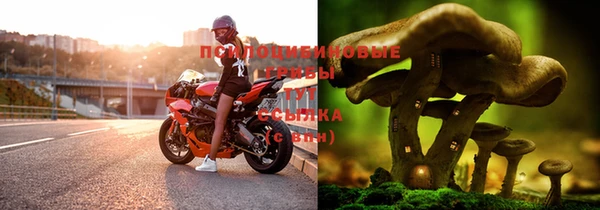 ПСИЛОЦИБИНОВЫЕ ГРИБЫ Алексеевка